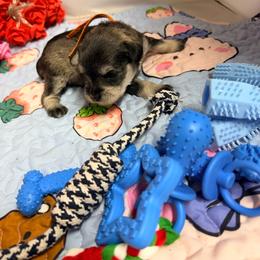 Maggie - Salt and pepper female Miniature Schnauzer puppy in Comanche, Texas from Circle R