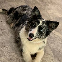 Daisy Mae - Australian Shepherd