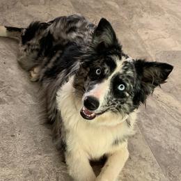 Daisy Mae - Australian Shepherd