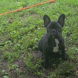 Girl 1 - Black and white female French Bulldog puppy in Rogers, Arkansas from Freaky Frenchies