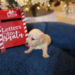 Yoshi - Cream male Dachshund puppy in Bedias, Texas from Faith & Grace Doxies