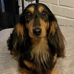 Charlie - Dachshund