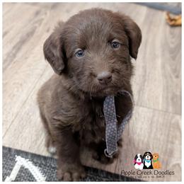 OFA-Genetics-2 Year Health Warranty - Apple Creek Doodles - F1 Labradoodle puppies. - Chocolate male Labradoodle puppy in Jeddo, Michigan from Apple Creek Doodles