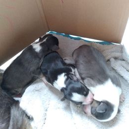 Miniature Australian Shepherd Puppies from Adams Acres Cattle Dogs