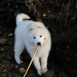 Samoyed Puppies from Falling cedar farm samoyeds