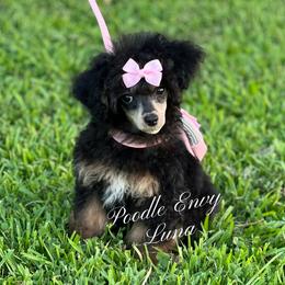 Luna - Phantom female Poodle puppy in Ferriday, Louisiana from Poodle Envy