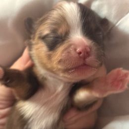 Ganache - Chocolate merle male Pomeranian puppy in Palatka, Florida from Sugarland Pomeranians