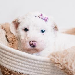 Jessica - Parti female Goldendoodle puppy in Lima, Ohio from Hommel’s Mini Darling Doodles