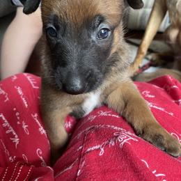 Belgian Malinois Puppies from Pyrex Kennels