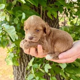 Poppy - Red female Cockapoo puppy in Beresford, South Dakota from DAKOTA DOOD RANCH