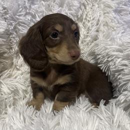 Peggy - Chocolate and tan female Dachshund puppy in Bentonville, Arkansas from T & D Dachshunds by design