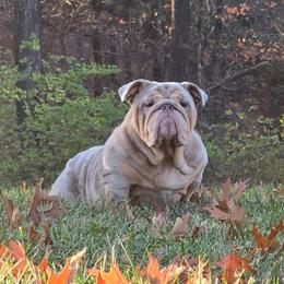 Roulette - Bulldog