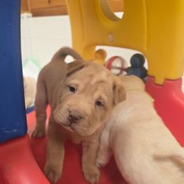 Nala - green collar - Red fawn female Chinese Shar-Pei puppy in Rome, Pennsylvania from Maynard Hills Chinese Sharpeis
