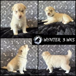 Wynter - Red and white male Siberian Husky puppy in Fairborn, Ohio from Haven of Free Spirits
