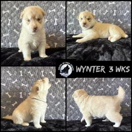 Wynter - Red and white male Siberian Husky puppy in Fairborn, Ohio from Haven of Free Spirits