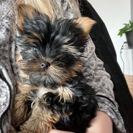 Yorkshire Terrier Puppies from Yorkie Puppies Redwood Ranch