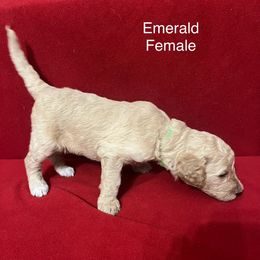 Poodle Puppies from Petal Poodles