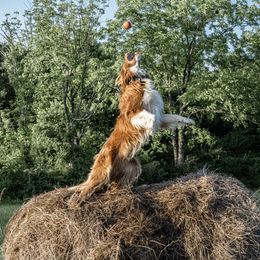 Border Collie Puppies from Cullins Collies