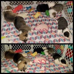 Pembroke Welsh Corgi Puppies from Corgis by the Lake