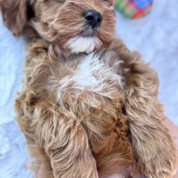 Aussiedoodle and Cavapoo Puppies from Pawsome Aussie Doodles and Oodles