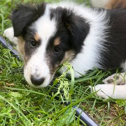Collie, Old Time Scotch Collie, and Working Cross Puppies from Franklin Farm Collies