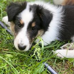 Collie, Old Time Scotch Collie, and Working Cross Puppies from Franklin Farm Collies