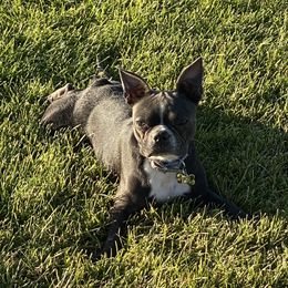 Harper - Boston Terrier