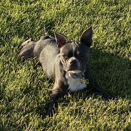 Harper - Boston Terrier