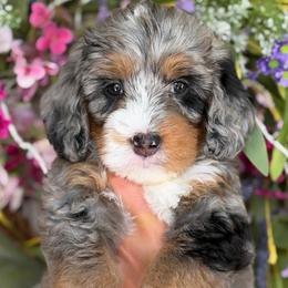 Ariel - Tri-color female Bernedoodle puppy in Yuciapa, California from AlltheDoodlez_