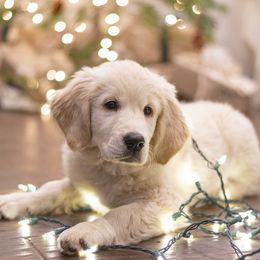 Amber - Golden Retriever puppy from Kenwood Retrievers