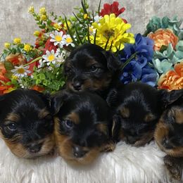 Yorkshire Terrier Puppies from Cutest AKC AZ Yorkies