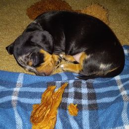 Dachshund Puppies from White River Valley Kennel