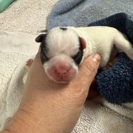 Wilma - White and brindle female French Bulldog puppy in Billings, Montana from Sugarloaf French bulldogs and Australian cattle dogs