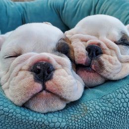 Bulldogs from Absolut Bulldogs