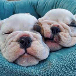 Bulldogs from Absolut Bulldogs