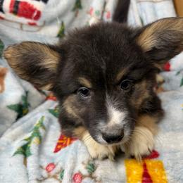Shock - Black and white male American Corgi puppy in Grants Pass, Oregon from KnR Antler Dogs