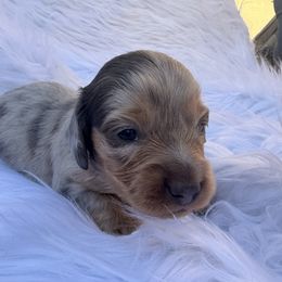 Dachshund Puppies from Collier Dachshunds
