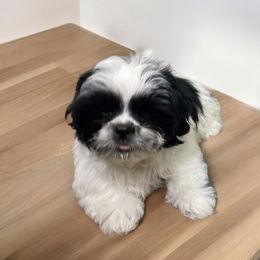 Shih Tzu Puppies from TACG