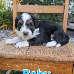 Baby - Black tri-color male Aussiedoodle puppy in Lake Bronson, Minnesota from Jupiter Doodles