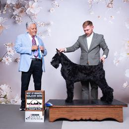 Hank - Black male Giant Schnauzer puppy in Bois D’arc, Missouri from Down Low Kennels
