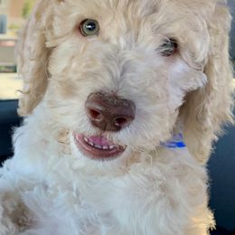 Goldendoodle and Poodle Puppies from Starlight Goldendoodles