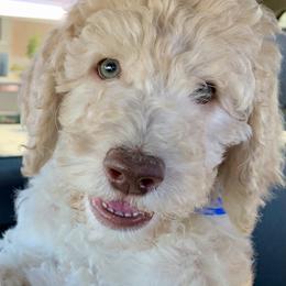 Goldendoodle and Poodle Puppies from Starlight Goldendoodles