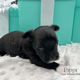 Pippi - Black and tan female Yorkshire Terrier puppy in Scottsdale, Arizona from Lil Luxe Pups