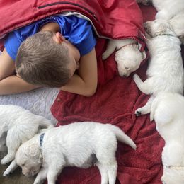 Golden Retriever Puppies from Silver Morning Farm