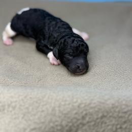 Dorothy - Parti female Poodle puppy in Greeneville, Tennessee from Smokey Mountain Sheepadoodles
