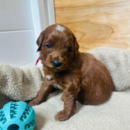 Pink boy - Red  male Goldendoodle puppy in Denison, Iowa from Violet View Iowa Goldendoodles