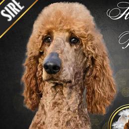 Max - Poodle