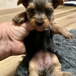 Yorkshire Terrier Puppies from Neverland Yorkies