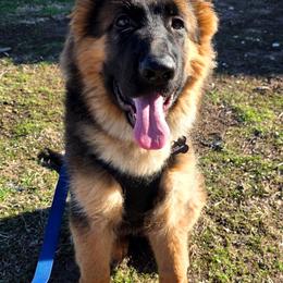 JoJo - Jozeial vom Ewig Krieger - Black and red male German Shepherd puppy in Lewistown, Missouri from Ewig Krieger Kennels