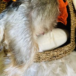 Yorkshire Terrier Puppies from Yuppie Yorkies